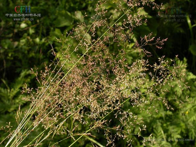 agrostis linn