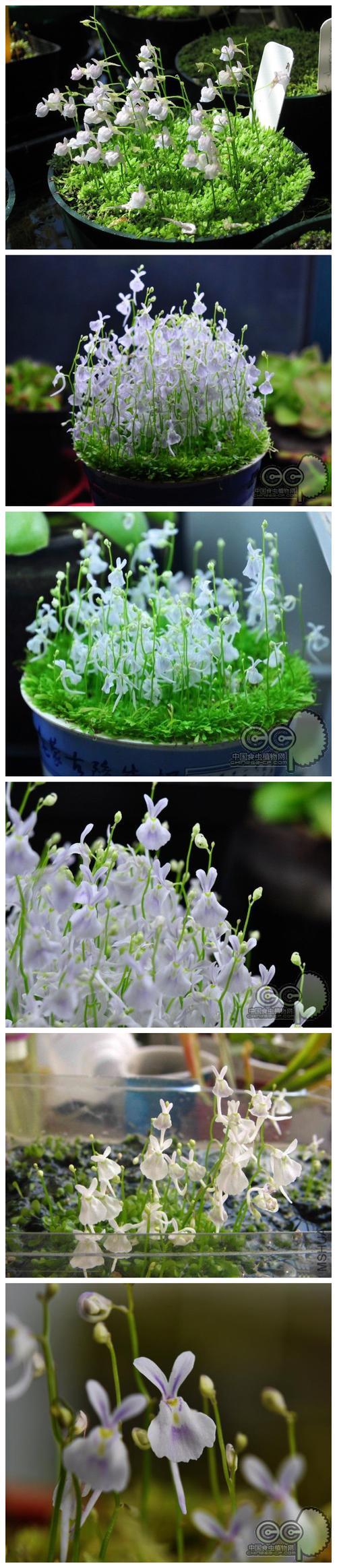 #植物秀#小௙